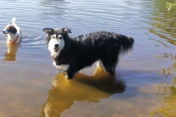 Ciccio-wartet auf Pflegestelle in Berlin