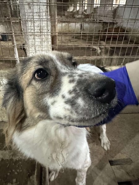 Besonderer George ❤🐾 stellt sich vor