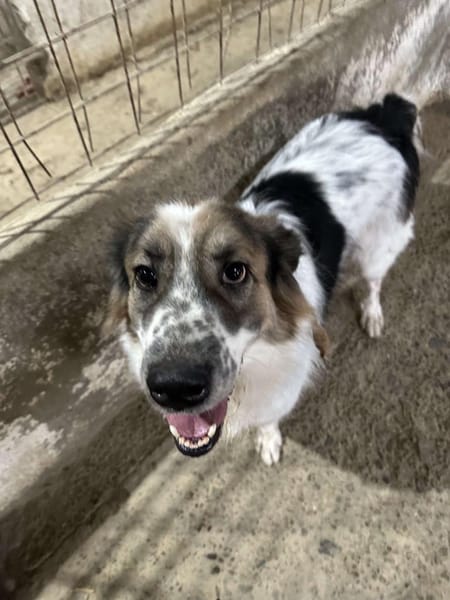 Besonderer George ❤🐾 stellt sich vor