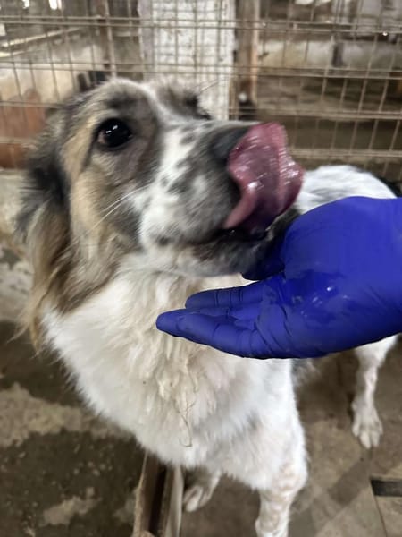 Besonderer George ❤🐾 stellt sich vor