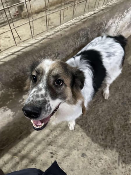 Besonderer George ❤🐾 stellt sich vor