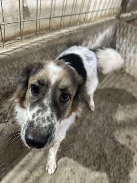 Besonderer George ❤🐾 stellt sich vor