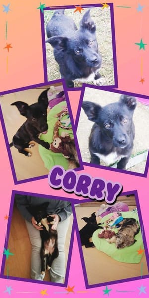 Corry wartet in Obertrubach!