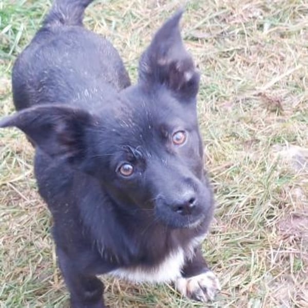 Corry wartet in Obertrubach!