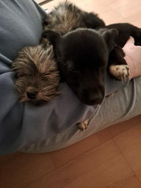 Corry wartet in Obertrubach!