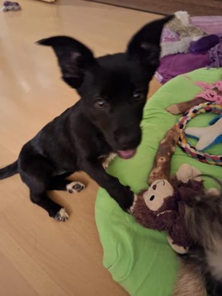 Corry wartet in Obertrubach!