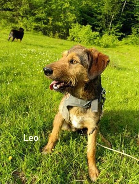 Leo - Jagdterrier Mix