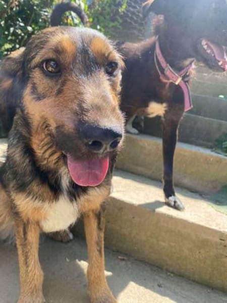 Leo - Jagdterrier Mix