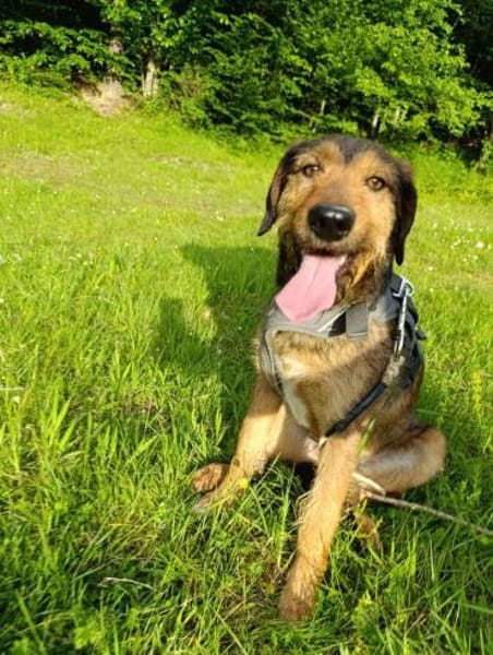 Leo - Jagdterrier Mix