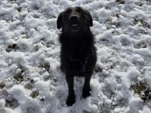 LOTTI - geb. ca. 12/2021 - Schnauzer Mix