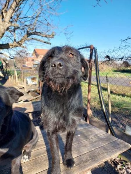 LOTTI - geb. ca. 12/2021 - Schnauzer Mix