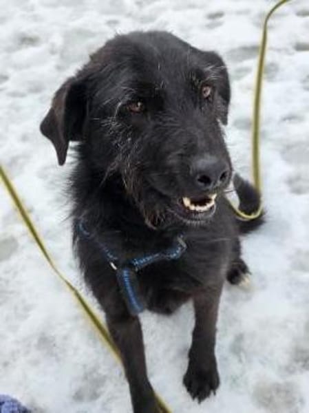 LOTTI - geb. ca. 12/2021 - Schnauzer Mix