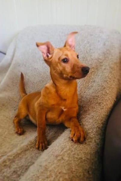 Acho ein kleiner Dackel/Pinschermix