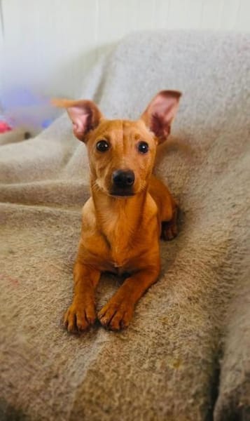 Acho ein kleiner Dackel/Pinschermix