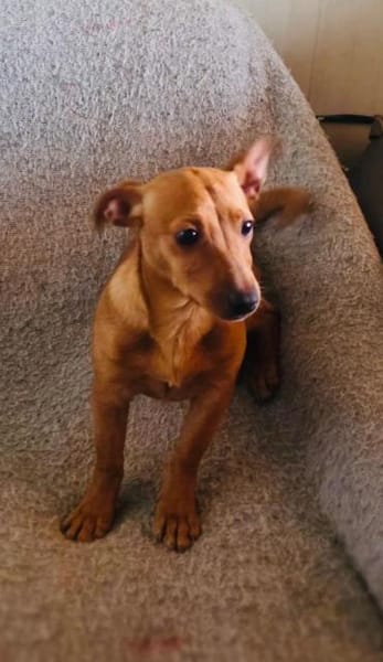 Acho ein kleiner Dackel/Pinschermix