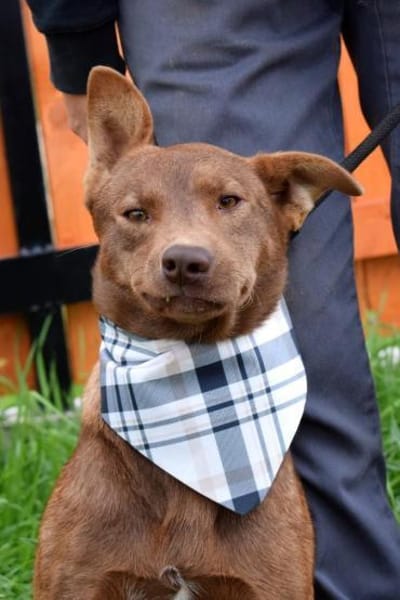 Matysek wartet ab Januar in Neumünster