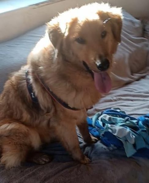 BIONDO 💙💙💙 wünscht sich ein Zuhause