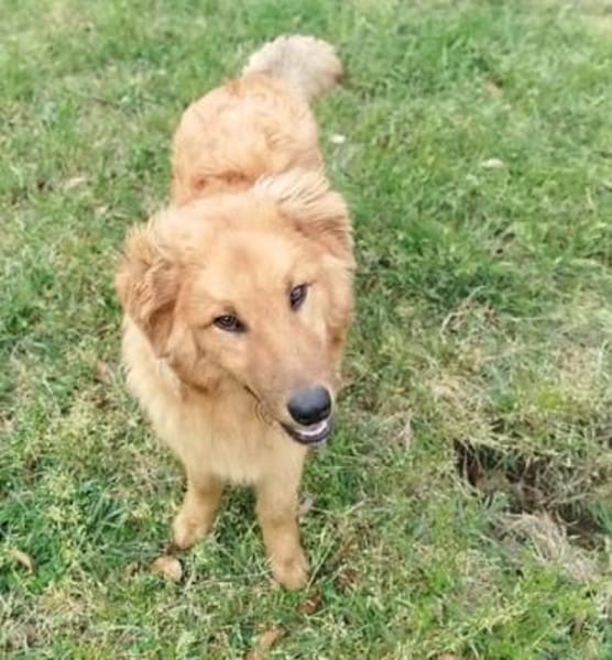 BIONDO 💙💙💙 wünscht sich ein Zuhause