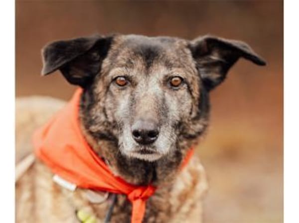 Camina - wartet in 91489 Wilhelmsdorf