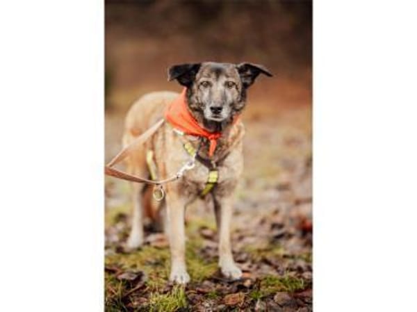 Camina - wartet in 91489 Wilhelmsdorf