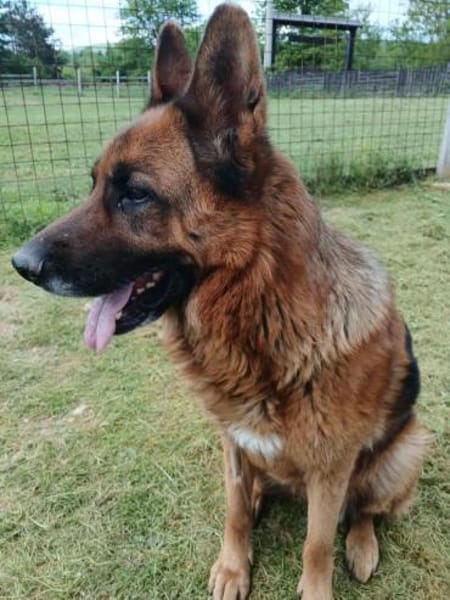 Ari - Deutscher Schäferhund