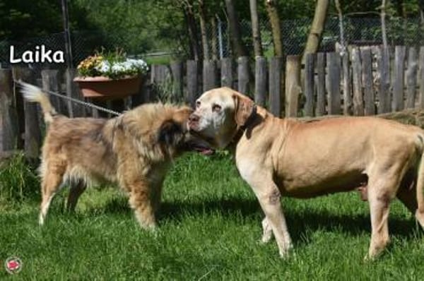 LAIKA