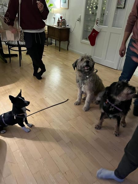 Anatoli wartet auf Pflegestelle in HH!