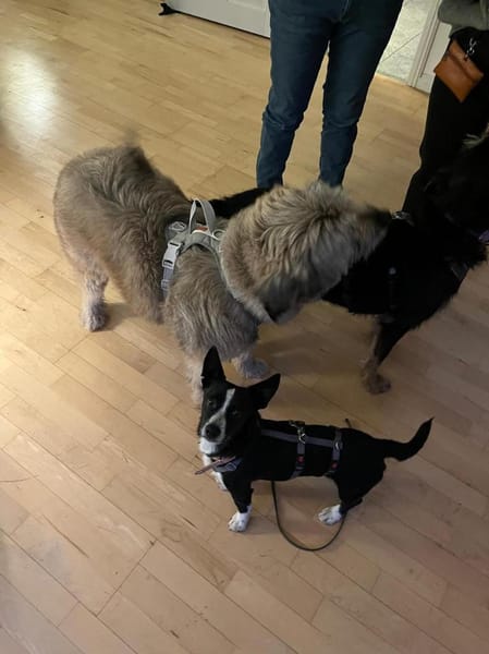 Anatoli wartet auf Pflegestelle in HH!