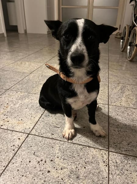 Anatoli wartet auf Pflegestelle in HH!