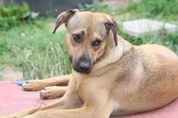 Campo auf Pflegestelle in Hessen