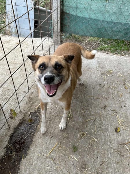 DAFNE ❤🐾die Liebenswürdigkeit auf 4 🐾