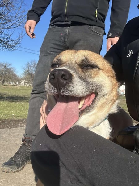 DAFNE ❤🐾die Liebenswürdigkeit auf 4 🐾