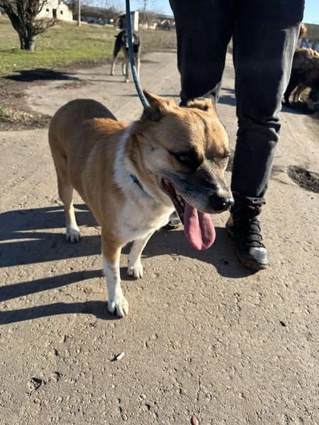 DAFNE ❤🐾die Liebenswürdigkeit auf 4 🐾