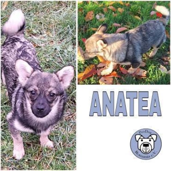 ANATEA -Rundum tolle Junghündin-