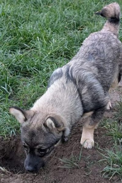 ANATEA -Rundum tolle Junghündin-