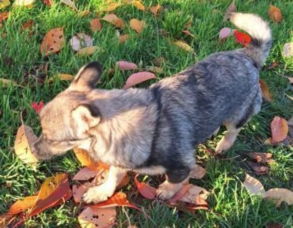 ANATEA -Rundum tolle Junghündin-