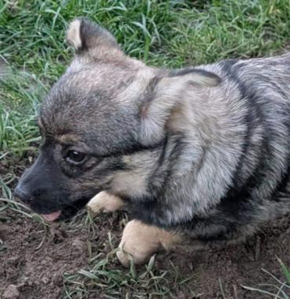 ANATEA -Rundum tolle Junghündin-