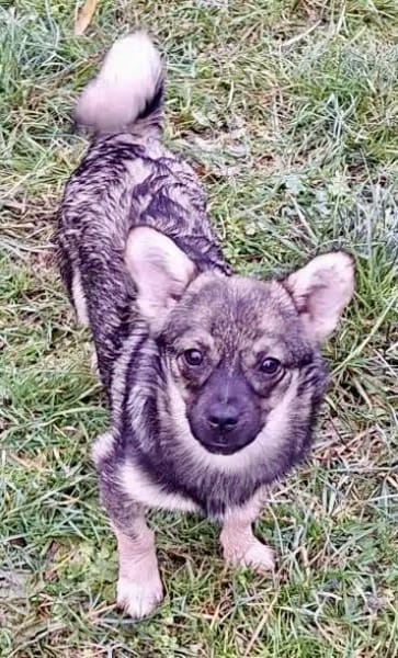 ANATEA -Rundum tolle Junghündin-