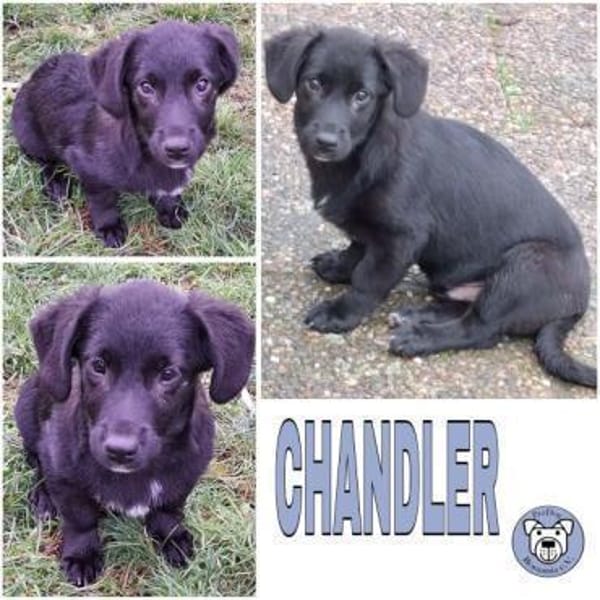 CHANDLER -Rundum toller Junghund-