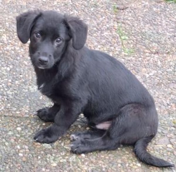 CHANDLER -Rundum toller Junghund-