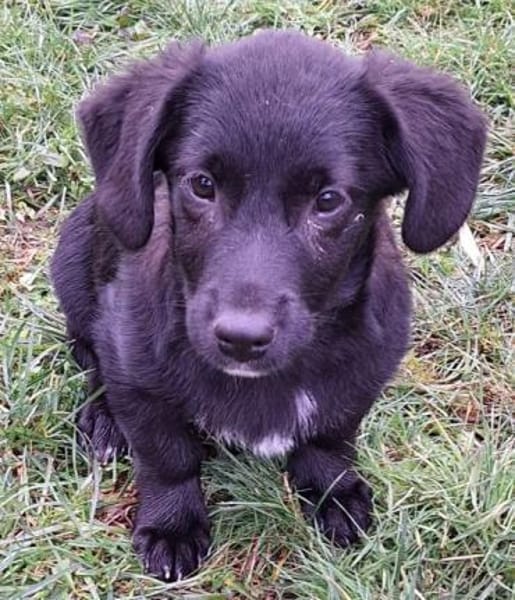 CHANDLER -Rundum toller Junghund-