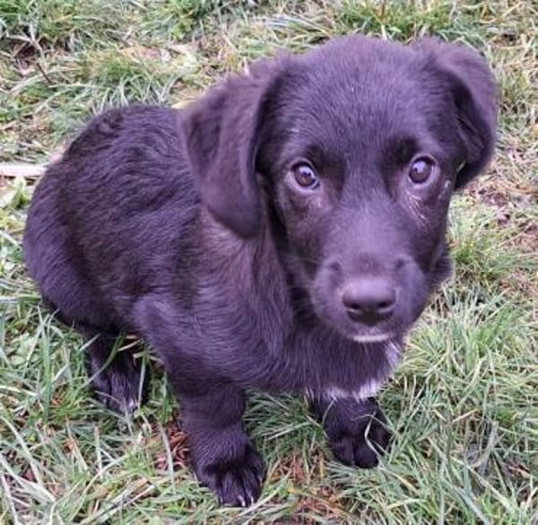 CHANDLER -Rundum toller Junghund-