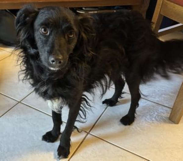 Bella das Wusel-Gusel