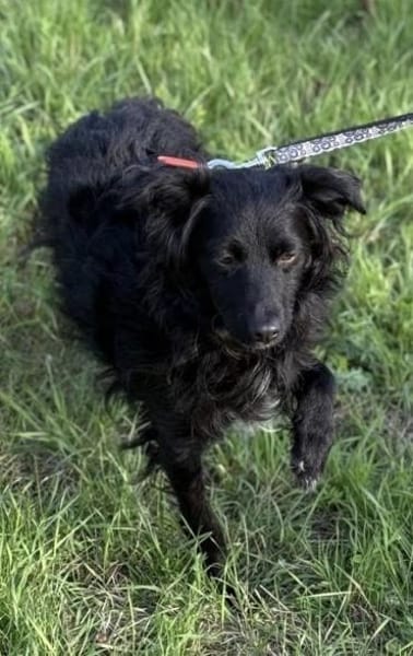 Bella das Wusel-Gusel