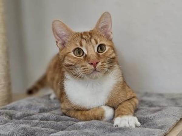 JUSTUS - geb. 05/2023 - mk