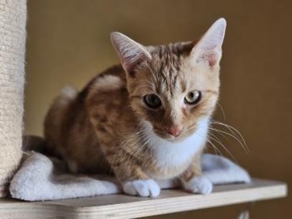 JUSTUS - geb. 05/2023 - mk