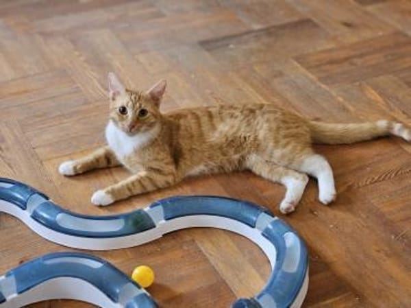 JUSTUS - geb. 05/2023 - mk