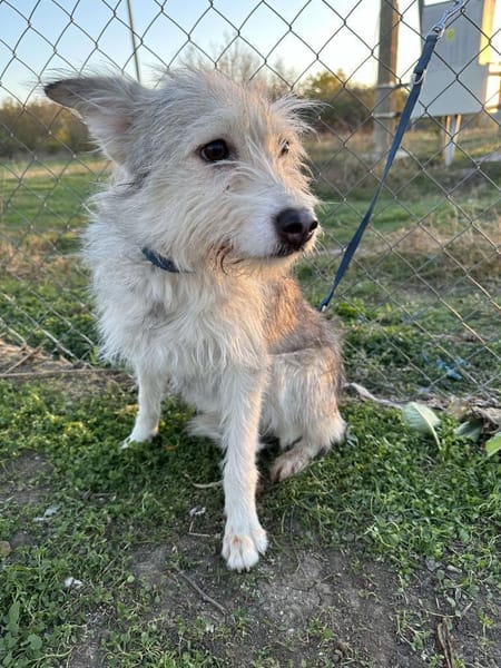 🐾❤. FRITZCHEN, 40/45 cm