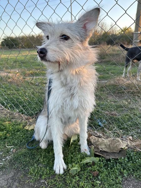 🐾❤. FRITZCHEN, 40/45 cm