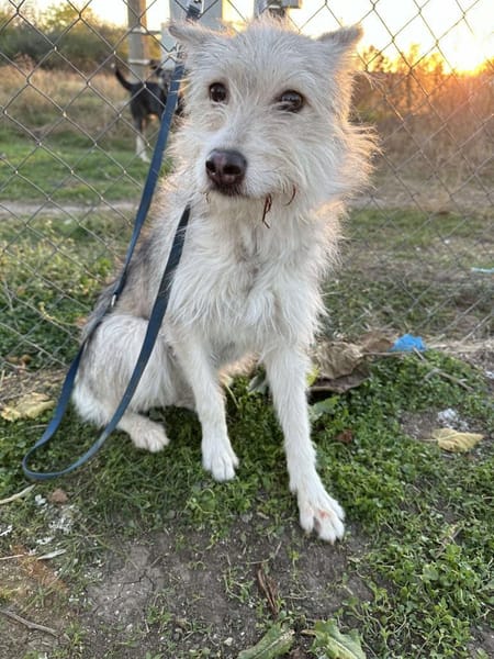 🐾❤. FRITZCHEN, 40/45 cm